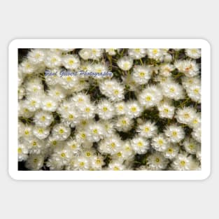 White Wildflower (Verticordia hueglii) Western Australia Sticker